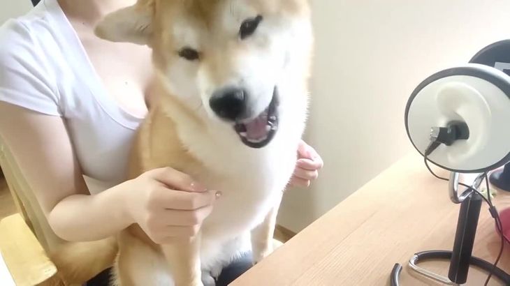 柴犬的吃饭咀嚼声