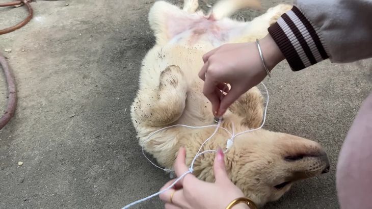 【抖音六六】助眠哄睡ASMR视频集 40