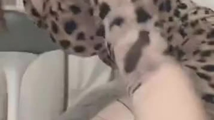 易直播各种极品丝袜美腿集 6